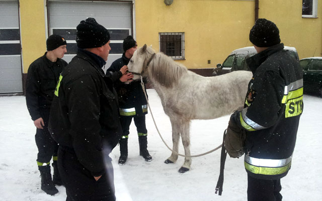 Strażacy łapali... konia