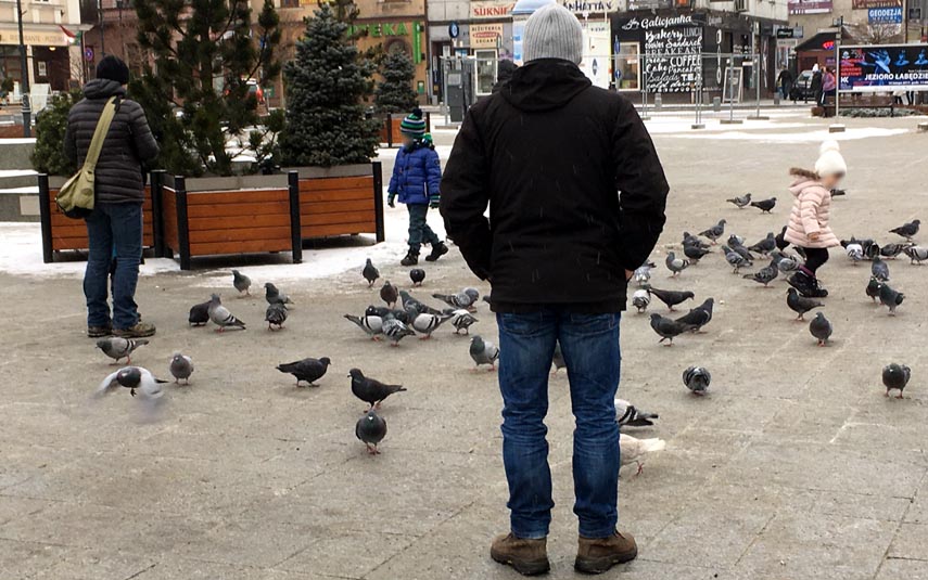 Gołębie to nadal spory problem w centrum Wadowic