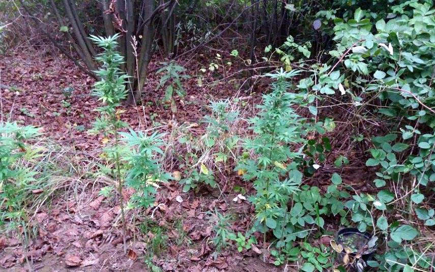 Policja odkryła kolejną plantację maihuany, tym razem w Wadowicach