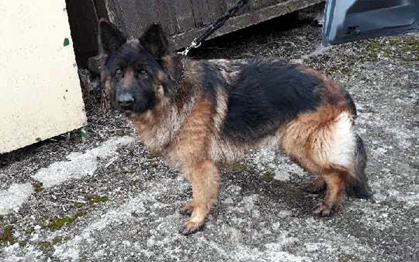 Zwierzak znaleziony na Kościuszki w Choczni potrzebuje pomocy