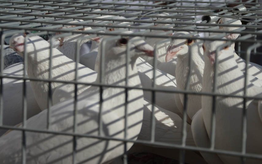 59-latek ukradł hodowcom 22 rasowe gołębie. Grozi mu 5 lat więzienia