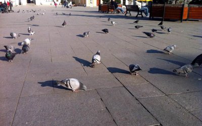 Gołębie brudzą centrum miasta