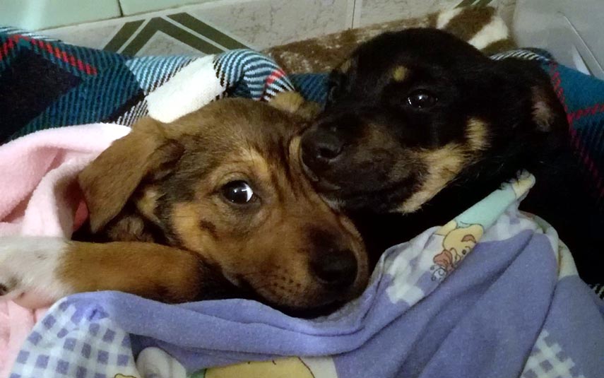 Dwa rozkoszne psiaki szukają domu