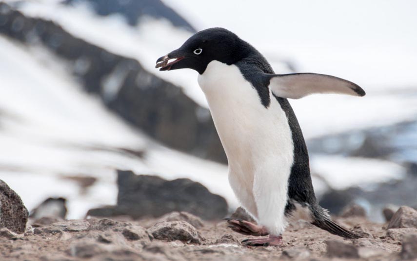 Po co zamrażarki na Antarktyce? O tym opowie podróżnik Piotr Horzela