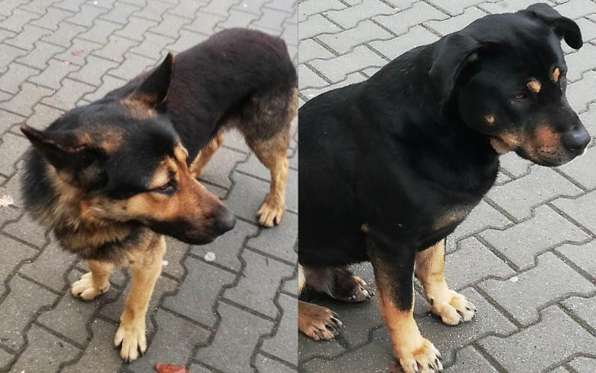 Dwa psiaki znalezione w Jaroszowicach potrzebują pomocy