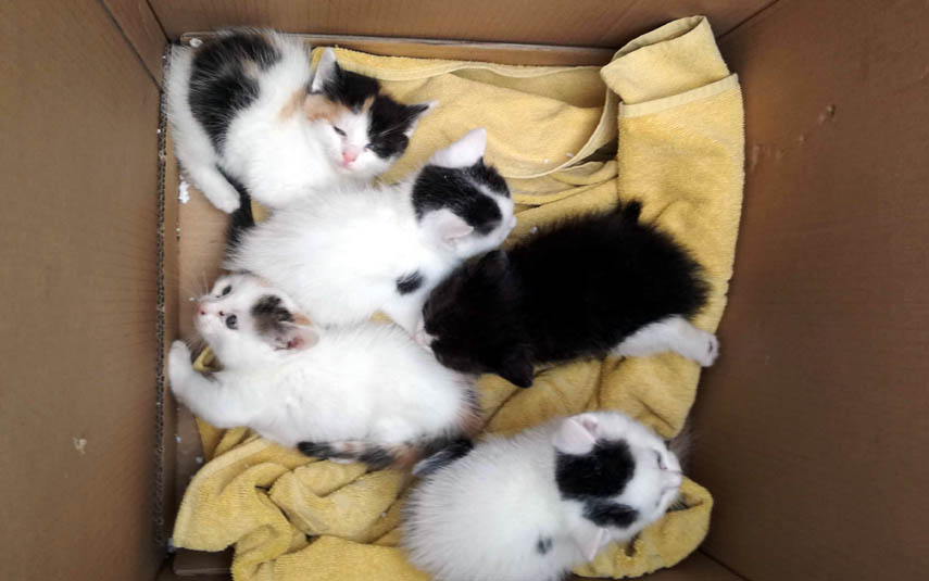Pięć słodkich kotów i kotek szuka nowego domu. Pomożecie?