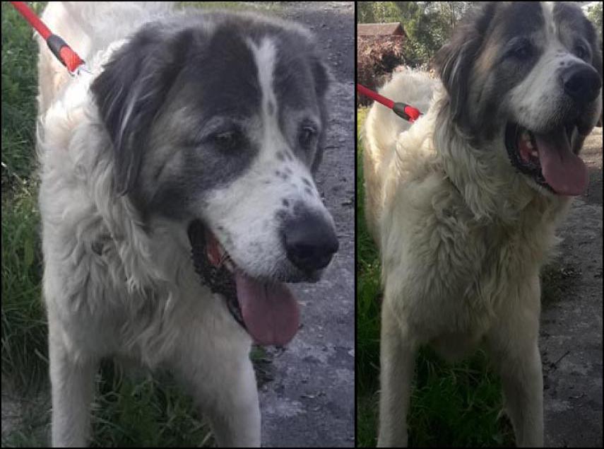 Znaleziony w Choczni pies w stylu bernardyna szuka domu