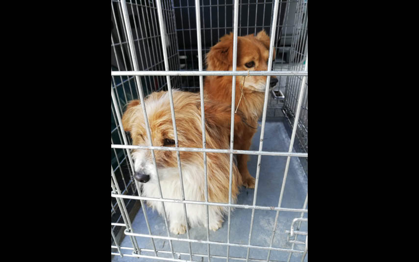 Dwa psiaki znalezione w Ponikwi szukają nowego domu