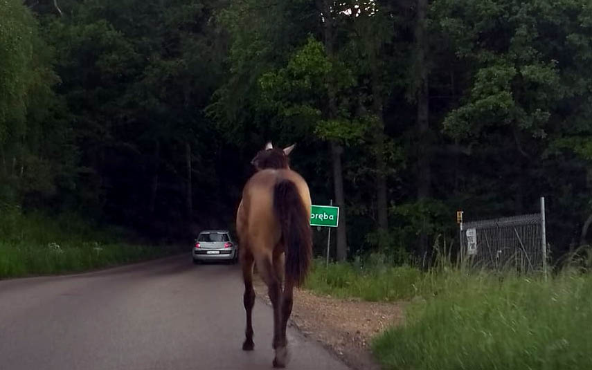Koń spaceruje po drogach. Szuka go właściciel