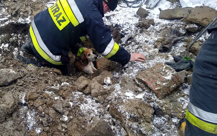 Strażacy ratowali psa uwięzionego w rurze kanalizacyjnej