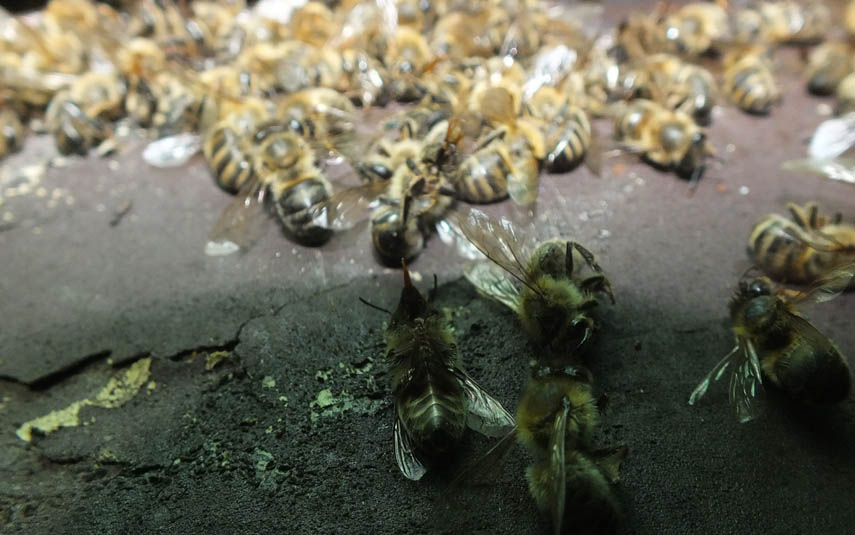 Tragedia w miejscowości Wysoka. Ktoś wytruł tysiące pszczół