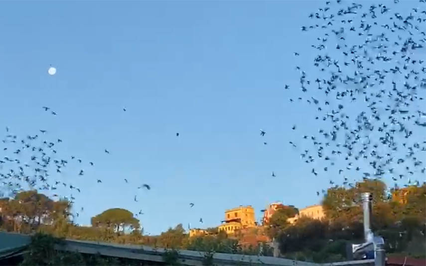 Setki gołębi poleciało nad Watykanem. Wśród nich ptaki z Wadowic