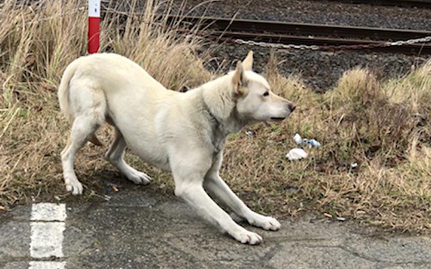 Znaleziony przy wadowickim dworcu kolejowym pies potrzebuje pomocy