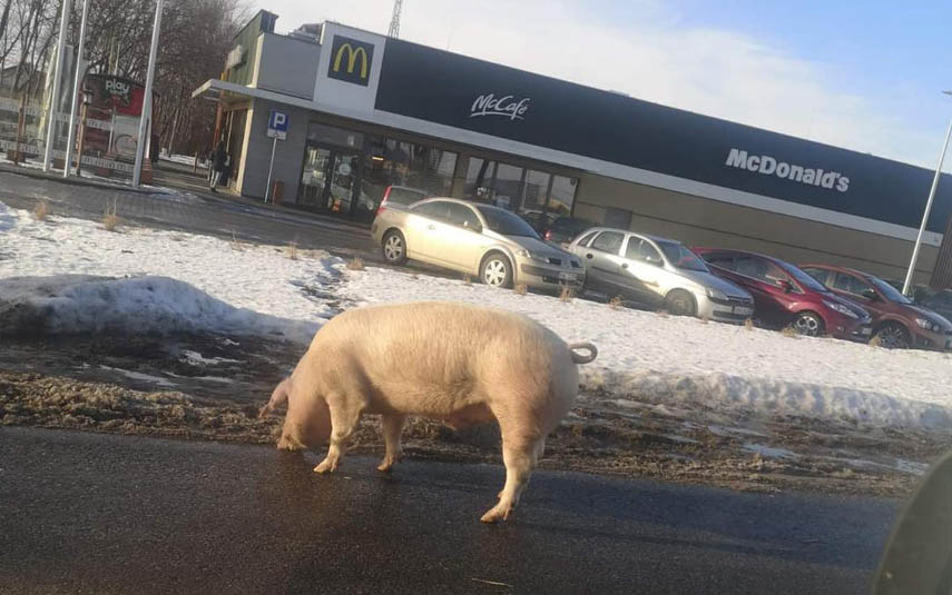 Świnia pod McDonald'sem. Taki niecodzienny widok!