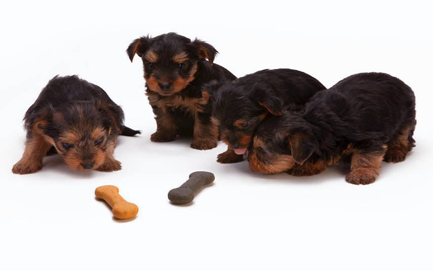 Jaką karmę wybrać dla dużych i małych ras psów?