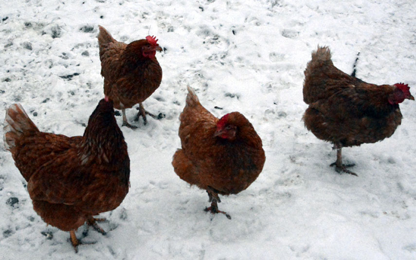 Powiat wadowicki zagrożony wystąpieniem ptasiej grypy