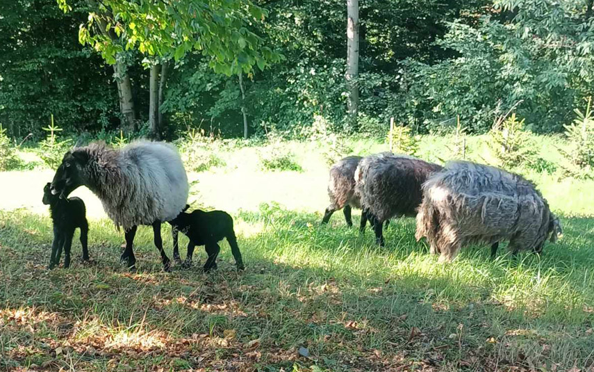 Szczęśliwy finał poszukiwań. Owce odnalazły się całe i zdrowe!