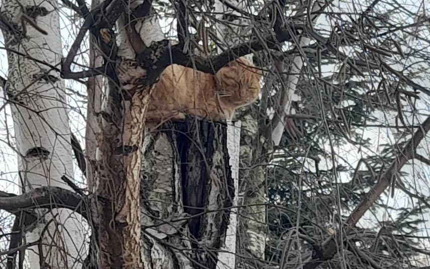 Wlazł na drzewo, nie umiał zejść. Pomogli strażacy, czyja kocia zguba?
