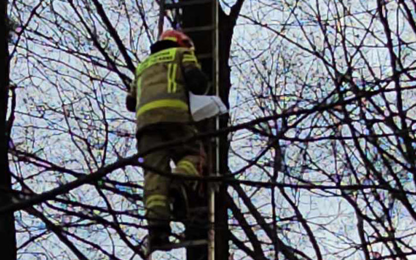 Kot utknął na drzewie. Nietypowa akcja strażaków w Andrychowie